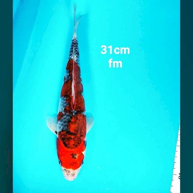 Goshiki merah strong 31cm