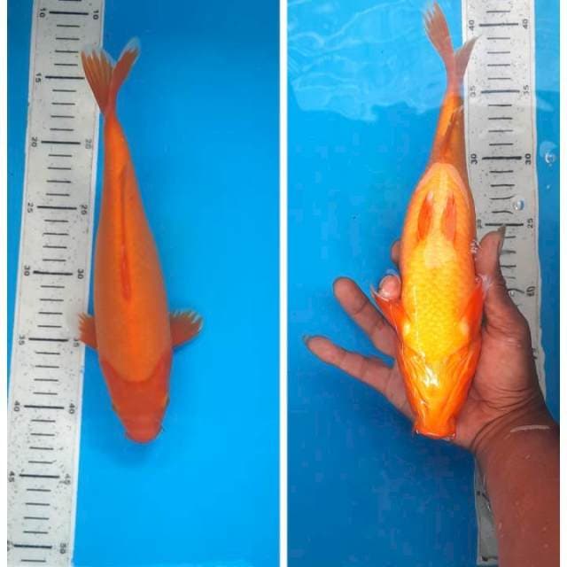Beni goi 27cm