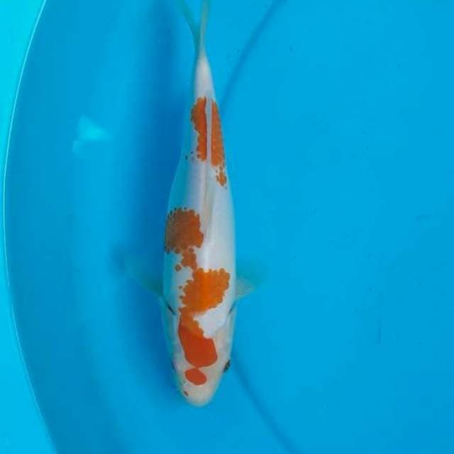 Kohaku 24cm