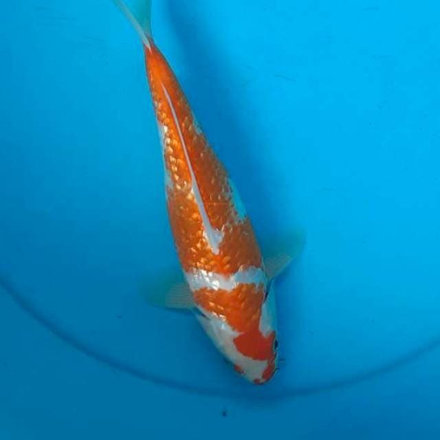 Kohaku ginrin 25cm