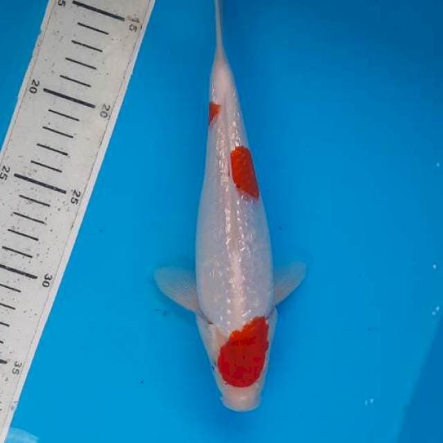 Kohaku gindrin 23cm