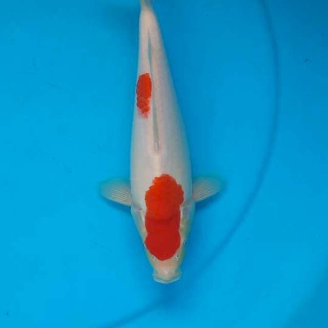 Kohaku 25cm
