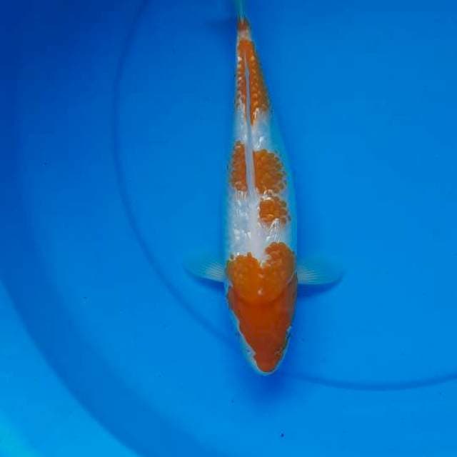 Kuhaku ginrin 32cm