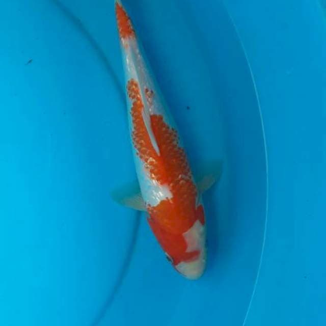 Kohaku ginrin 29cm