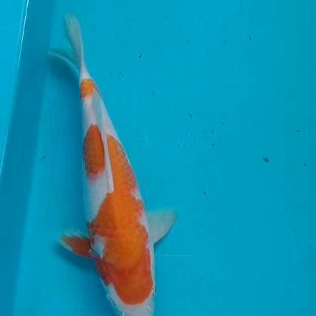 Kohaku 23cm