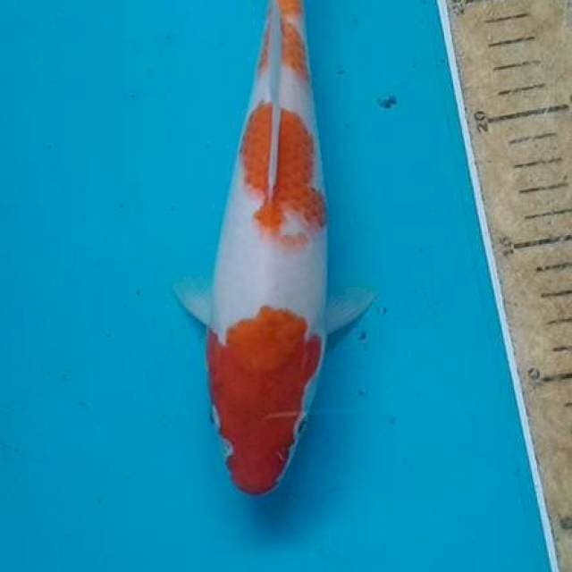 Kohaku 23cm