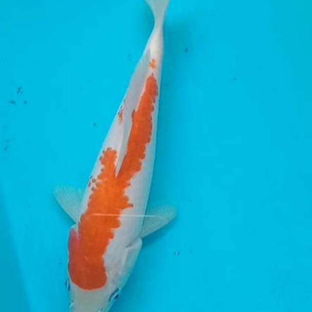 Kohaku 21cm