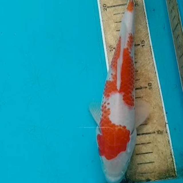 Kohaku 23cm