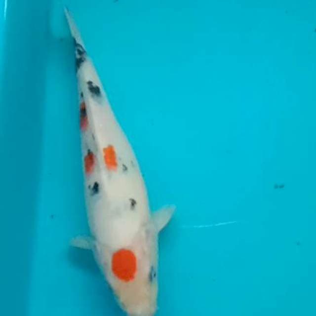 Tanco Sanke 19cm