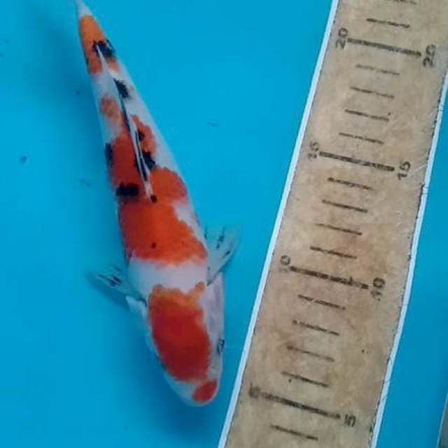 Sanke 19cm