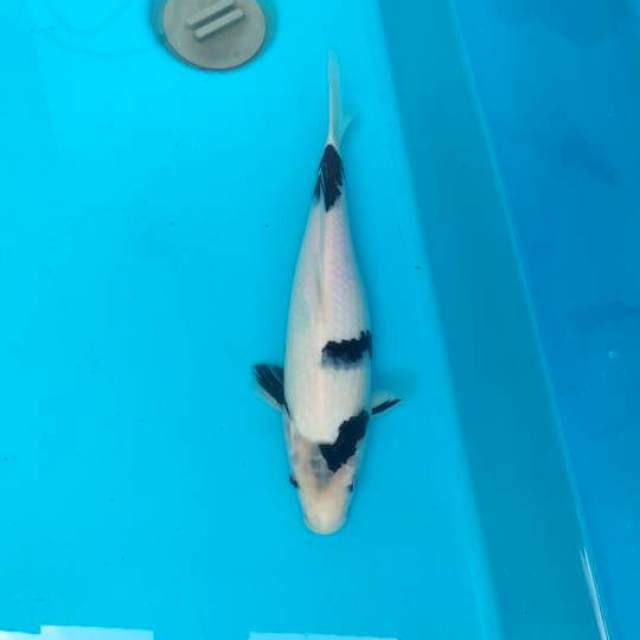 shiro SQ