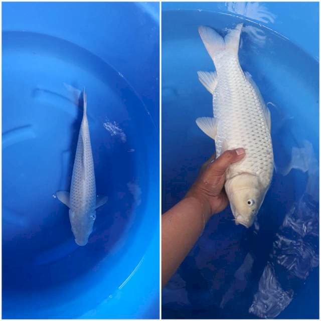 Soragoi Jumbo Munuk 44Cm