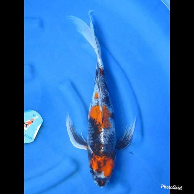 52cm , Jumbo Kumpay - Kage Showa
