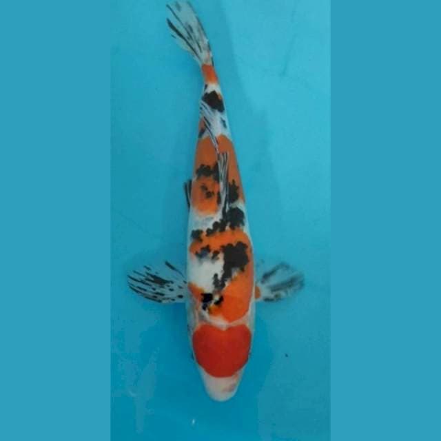 Sanke M 31cm