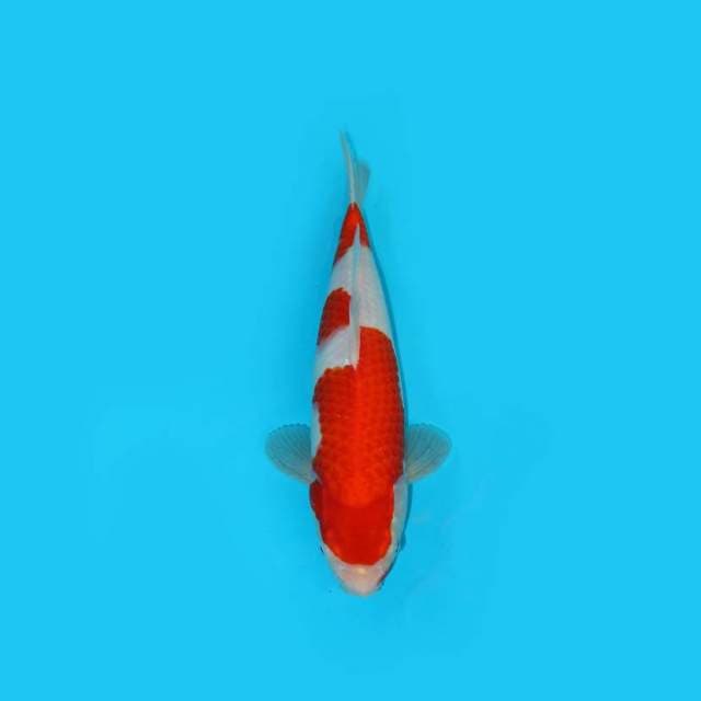 KOHAKU GOOD QUALITY