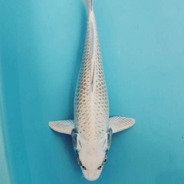 Mukasi Bersih 32cm