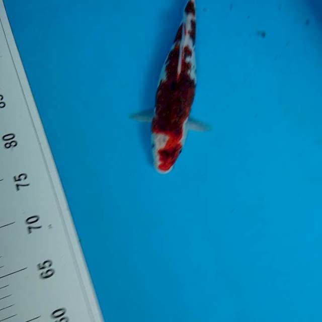 Ai goromo 27 cm