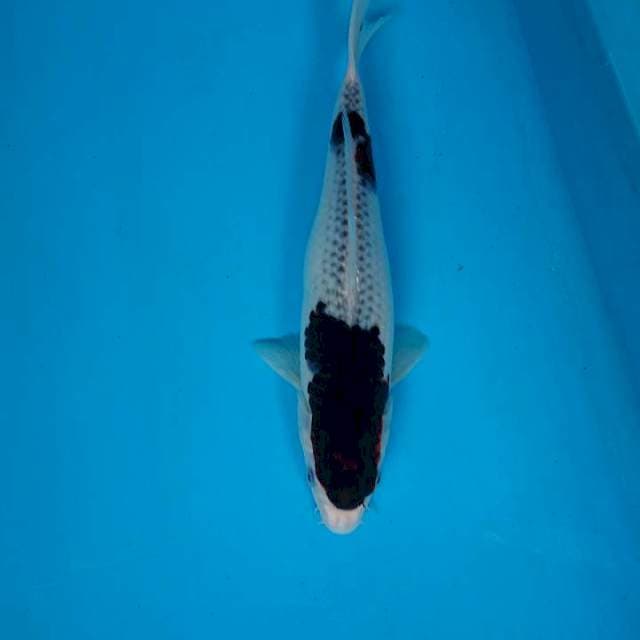 Budo goromo 30 cm