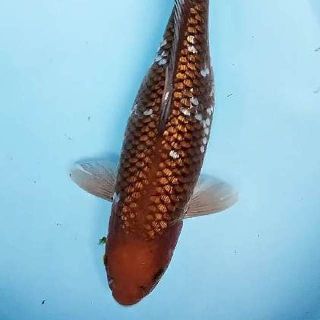 Ochiba ginrin 36 cm