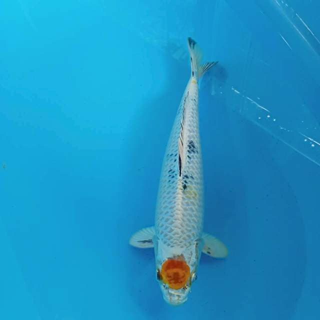 TANCHO KIN SHOWA 35CM MALE