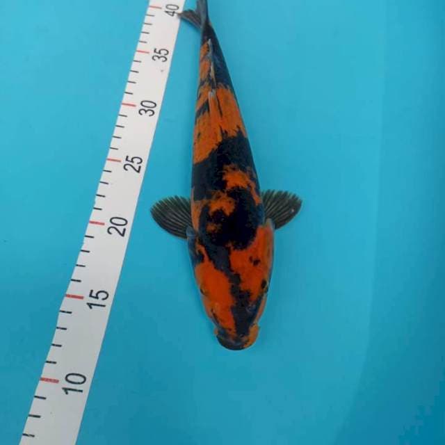 Utsuri 28 cm male