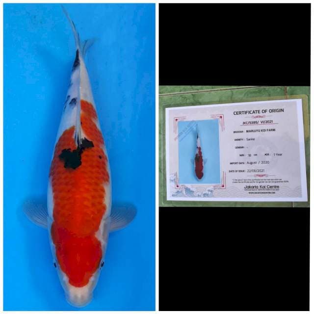 Marujyu Sanke