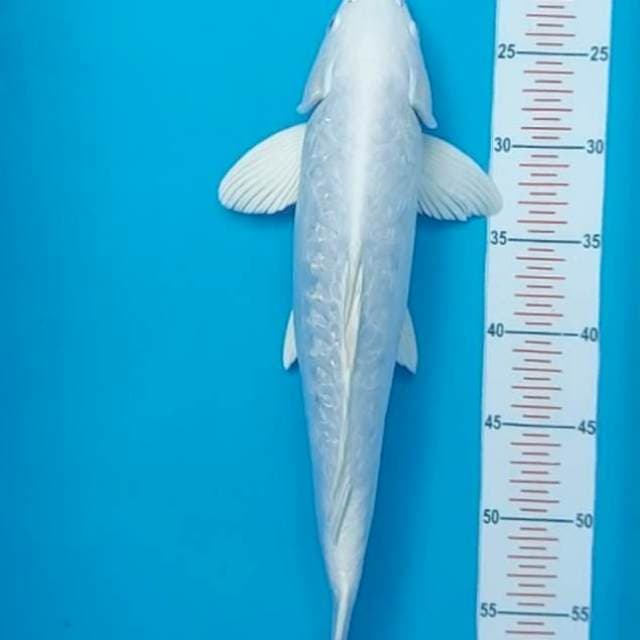 Platinum Aragoke 35 cm