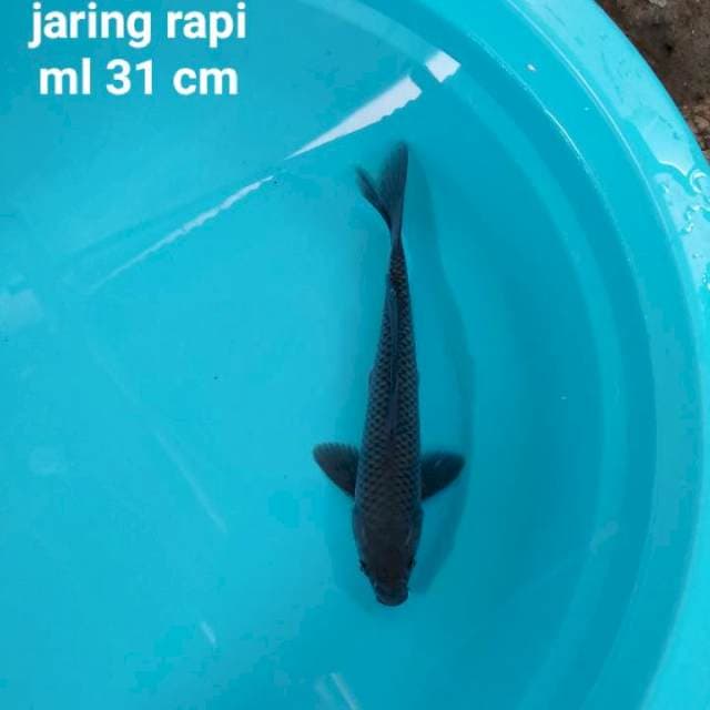 Soragoi jaring rapi