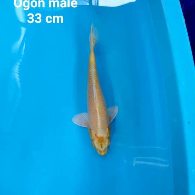 Ogon male