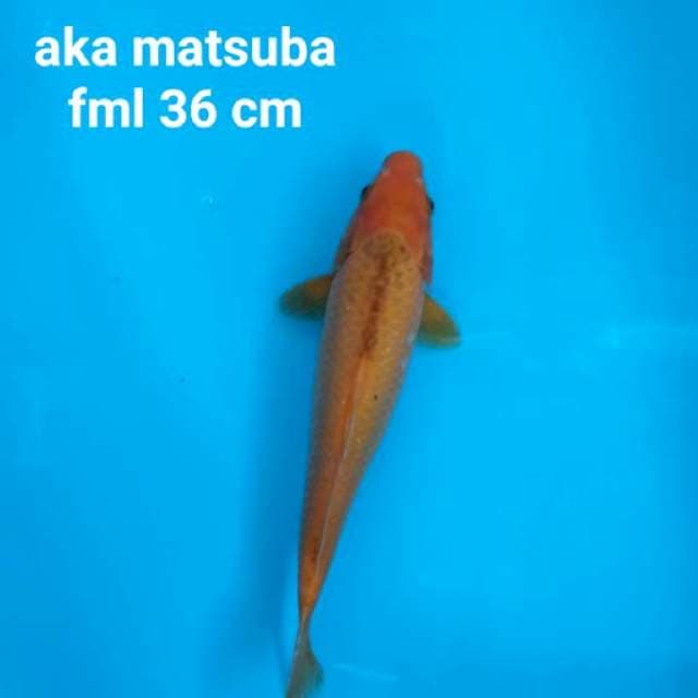 Aka matsuba