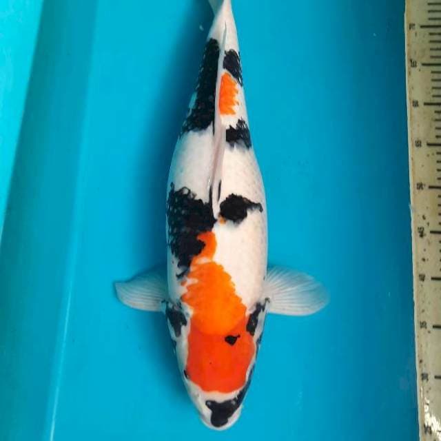 55cm Showa female