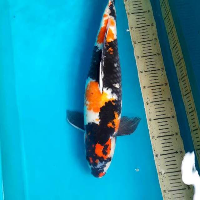 61cm showa Female