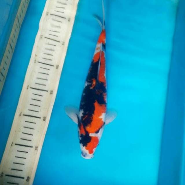 Maruten showa 28cm Male