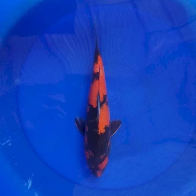 Hi showa 33 cm
