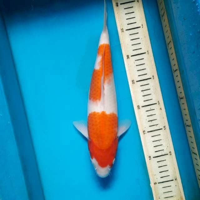 Nidan kohaku 32cm Female