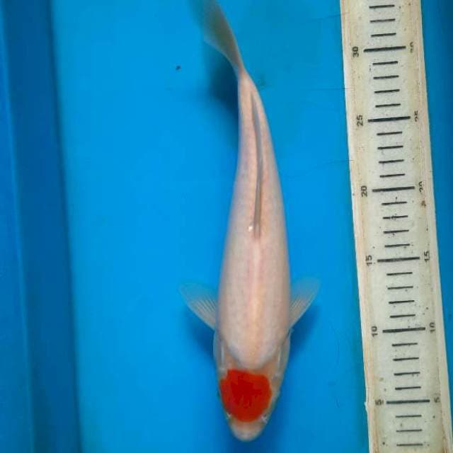 Tancho kohaku 29cm Male