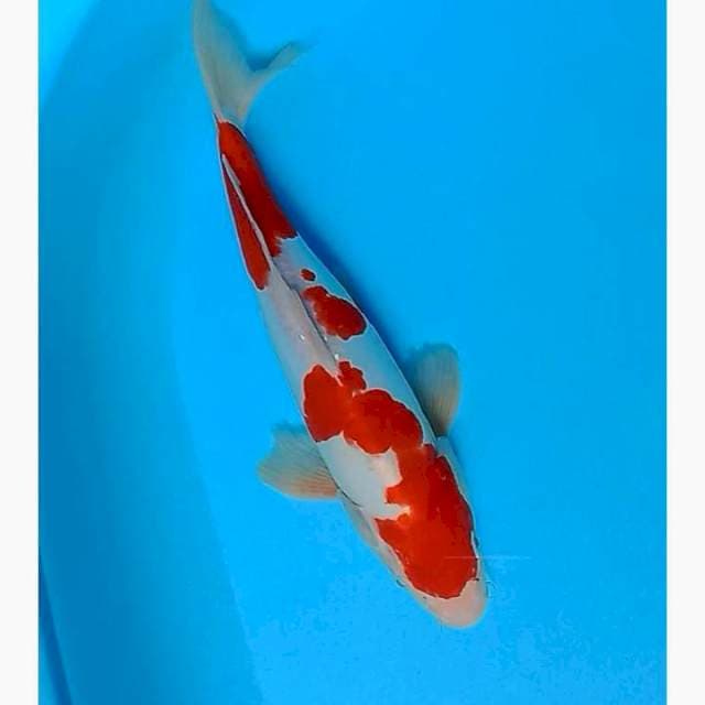 Kohaku doitsu