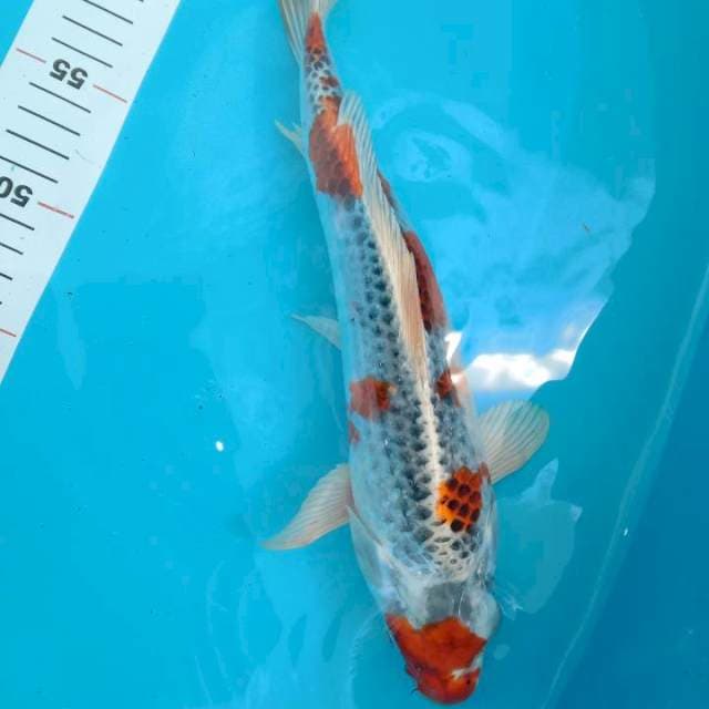 Kujaku size 32