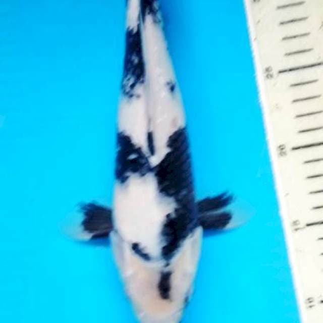shiro 30 cm