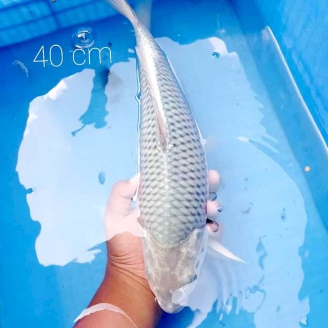 Soragoi bulky 40 cm