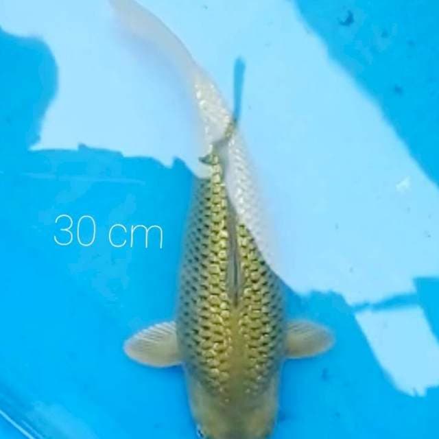 Badak ginrin 30 cm
