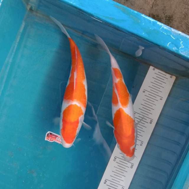 Kohaku 25-26cm