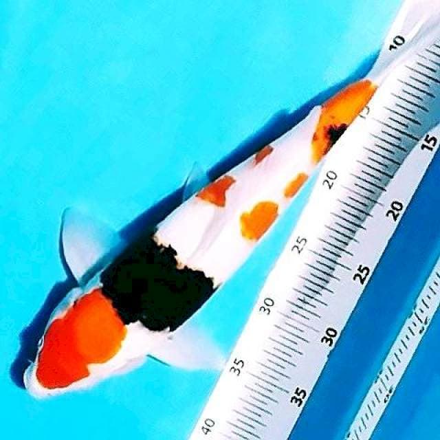 👌 taiso sansoku 40cm
