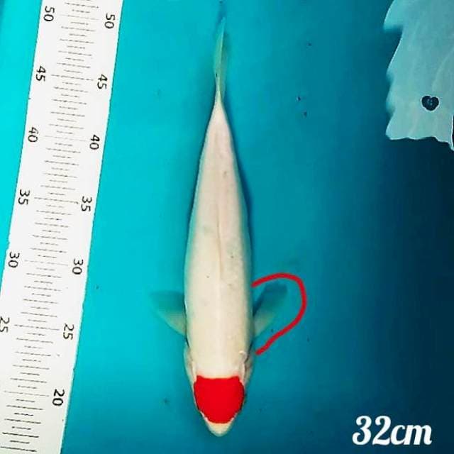 👌 tanco kohaku 32cm(minus sirip)