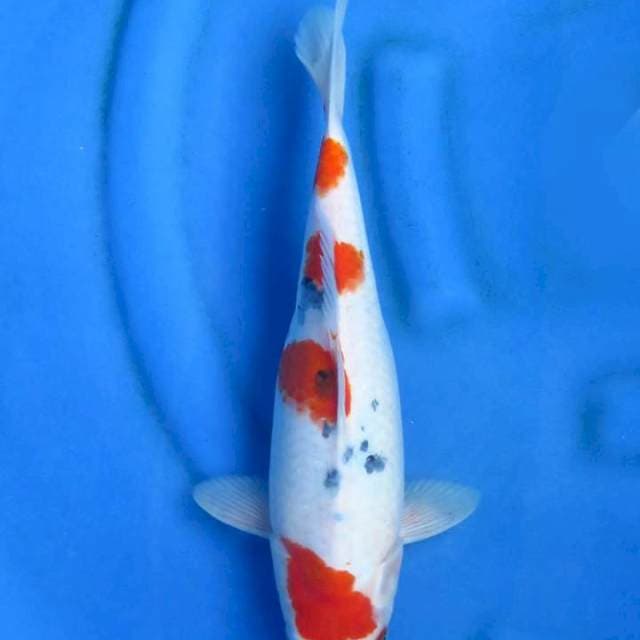 Sanke original patern 36cm
