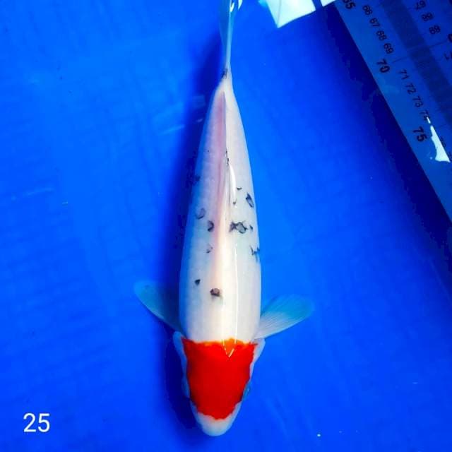 👌 tanco beni matsukawa 25cm