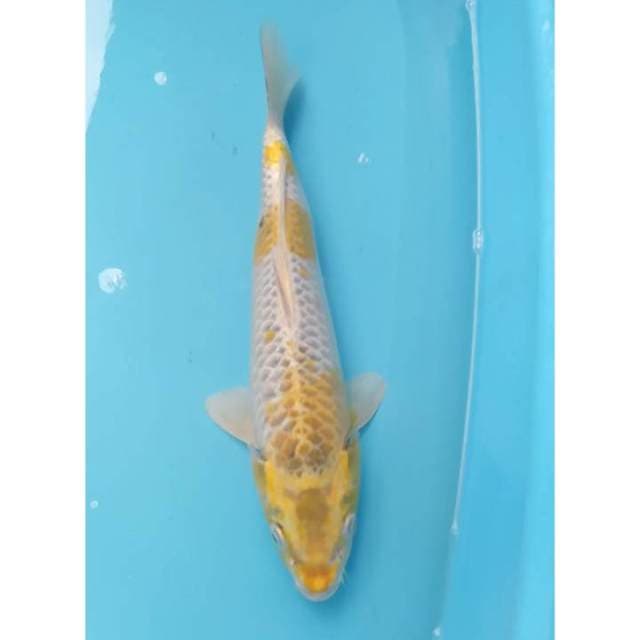 Hariwake good ring 33 cm