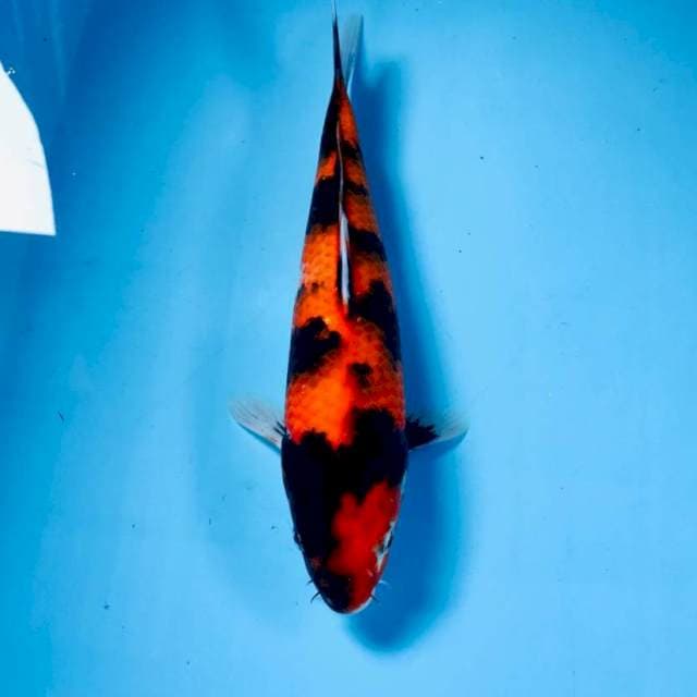 Hi Showa, 27 cm