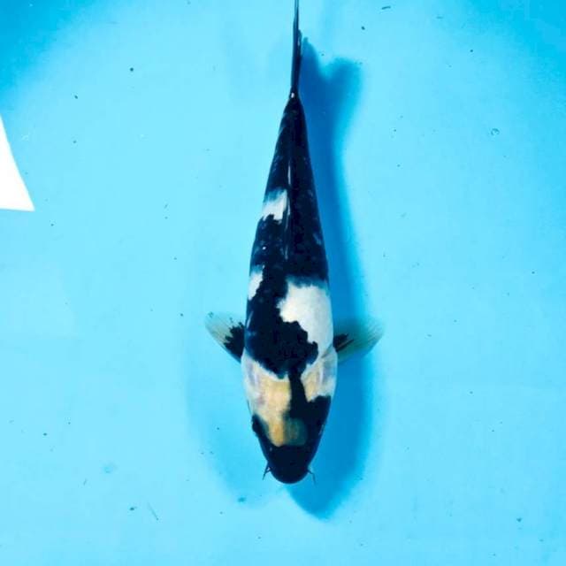 Shiro, 22 cm