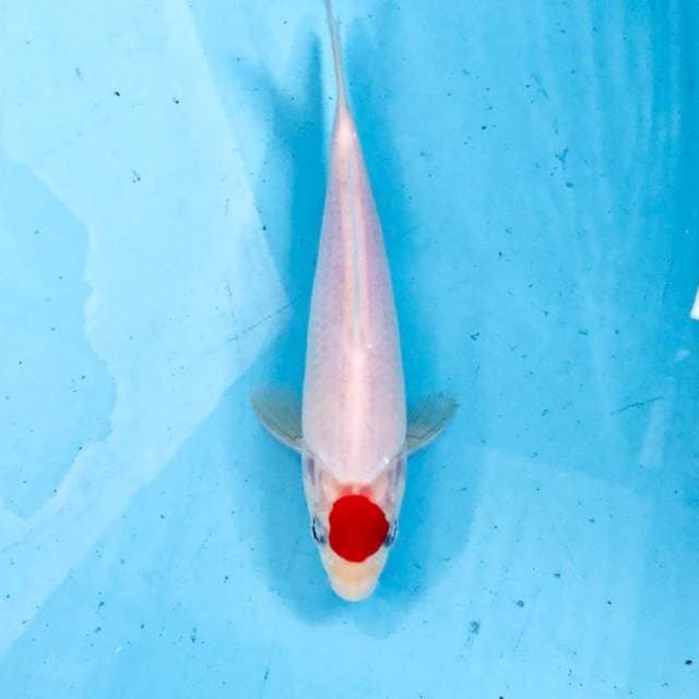 Tancho Kohaku, 20 cm